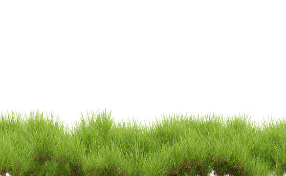 Grass plant on transparent background, nature meadow, 3d render illustration.