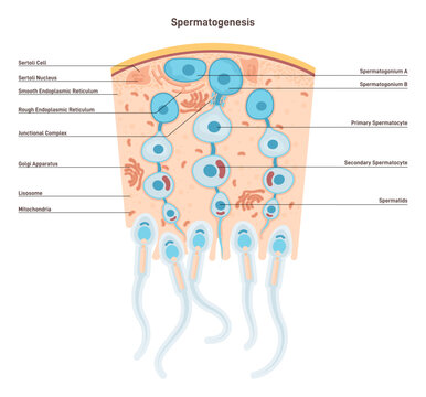 Spermatogenesis. Production of semen in the male reproductive system.