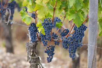 Cabernet Sauvignon grapes to produce highest quality wines in Bordeaux, France