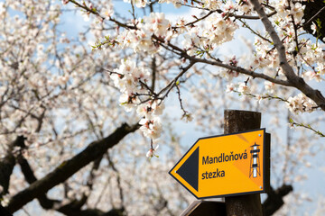Sign "almond trail" in Almond tree orchard in Hustopece, South Moravia, Czech Republic