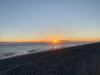 seagull flying over ocean sunset