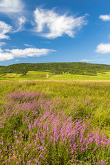 Fototapeta na wymiar Blooming meadow in Tokaj region, Northern Hungary