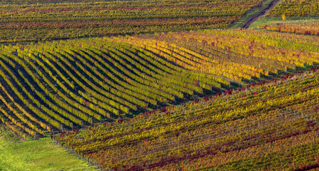 Autumn in moravian vineyards near Velke Bilovice, Southern Moravia, Czech Republic