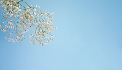 bunch of Gypsy flowers white on a blue background, white little flowers 