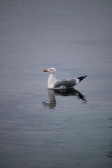seagull on the water