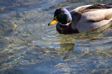 duck on the water