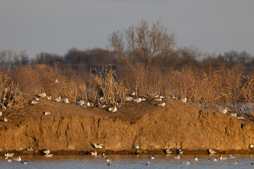 Black-headed Gull, Jaroslavice pond, Znojmo region, Southern Moravia, Czech Republic