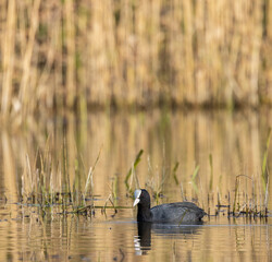Black coot (Fulica atra, Fulica prior), Southern Bohemia, Czech Republic