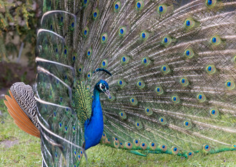 Obraz premium Closeup Image of a peacock dancing with its open feathers