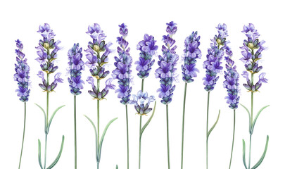 Naklejka premium Purple watercolor lavender. Set of differents flower lavandula on white background. Elegant floral illustration