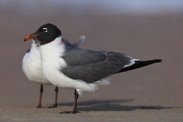  laughing gull (Leucophaeus atricilla) Fort De Soto Park Florida USA