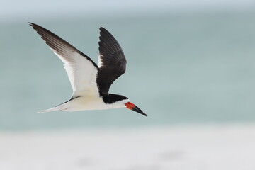  Black Skimmer Fort De Soto Park Florida USA