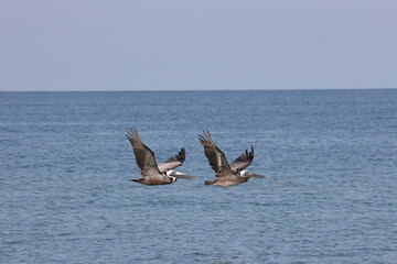 Brown Pelican Fort De Soto Park Florida USA