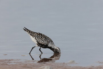  black-bellied plover (Pluvialis squatarola) Fort De Soto Park Florida USA