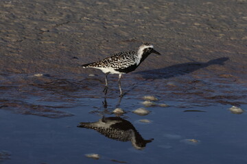  black-bellied plover (Pluvialis squatarola) Fort De Soto Park Florida USA