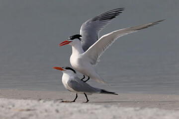  royal tern (Thalasseus maximus) Fort De Soto Park Florida USA