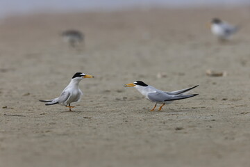   least tern (Sternula antillarum) Fort De Soto Park Florida USA