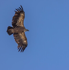Griffon vulture in Canyon of Verdon River (Verdon Gorge) in Provence, France
