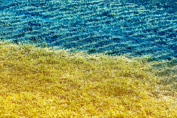 Blue Yellow Ukraine Flag on Land Grass.Blue and Yellow Background.