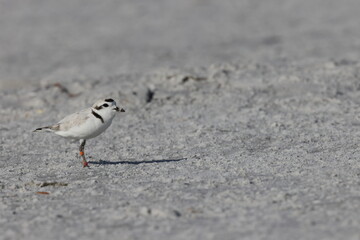 snowy plover (Charadrius nivosus) Fort De Soto Park Florida USA