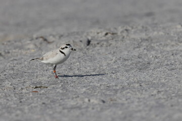 snowy plover (Charadrius nivosus) Fort De Soto Park Florida USA