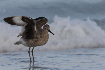 Willet (Tringa semipalmata) Fort De Soto Park Florida USA