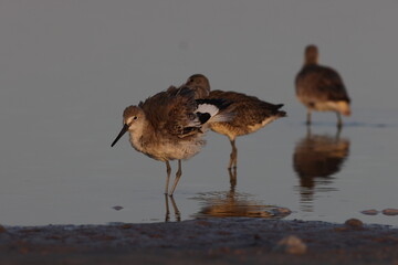 Willet (Tringa semipalmata) Fort De Soto Park Florida USA