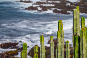 Cactus growing on the hills of Tenerife in the canary Islands
