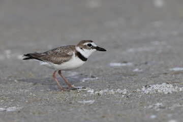 Wilson's plover (Charadrius wilsonia) Fort De Soto Park Florida USA