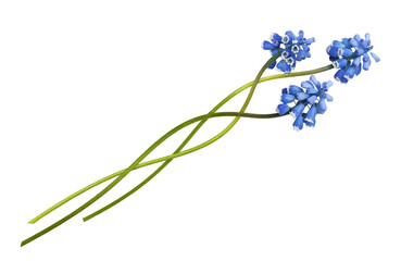 Three small blue flowers of muscari in a floral arrangement isolated on white or transparent background - obrazy, fototapety, plakaty