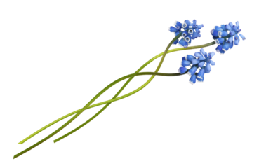 Three small blue flowers of muscari in a floral arrangement isolated on white or transparent background