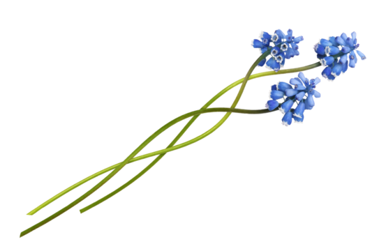 Three small blue flowers of muscari in a floral arrangement isolated on white or transparent background