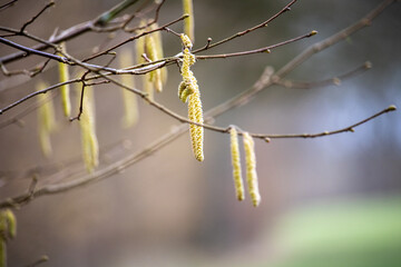 Pollen am Zweig im Wald