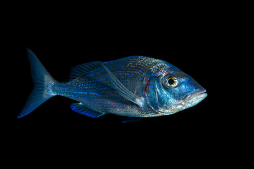 Silver fish swimming above reef in the canary Islands - Atlantic Ocean scuba diving - Tenerife