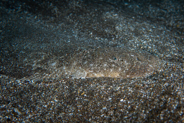 Flounder camouflaging in the sand
