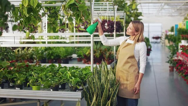 Side view of young florist wearing apron and jeans, working in greenhouse. Attractive, blonde woman holding bottle, spraying plants, admiring. Concept of greenhouse and orangery.