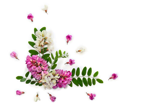 Pink flowers robinia ( Robinia hispida, bristly locust ) and white flowers acacia ( Robinia pseudoacacia ) on white background. Top view, flat lay