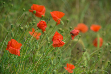 Coquelicots picards à Fort-Mahon-Routhiauville, Somme, France