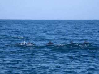 A group of dolphins. Anakao. Mozambique Channel. Madagascar