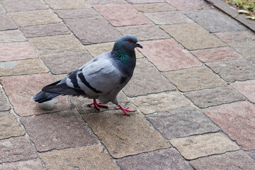 City pigeon going on a surface paved with stone slabs