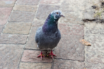 City pigeon standing on a surface paved with stone slabs