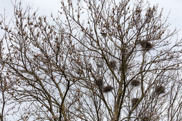 Numerous nests of crows on tall trees against cloudy sky