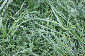 A ladybug on grass. A red insect. A lot of green grass. A ladybug on of a grass stalk. Complementary colors.