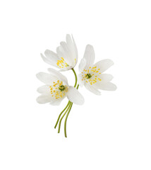 Small bouquet of wild anemome flowers isolated on white or transparent background