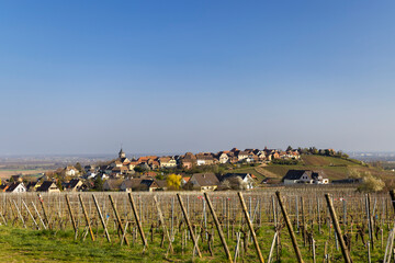 Vineyard with Zellenbergr, Alsace, France