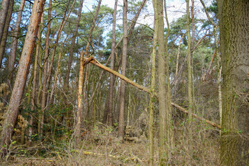 Windbruch