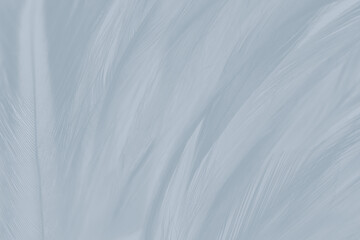 Obraz premium Gray feather wooly pattern texture background