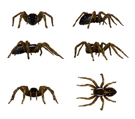 Fishing Spider isolated