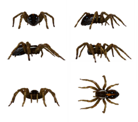 Fishing Spider isolated