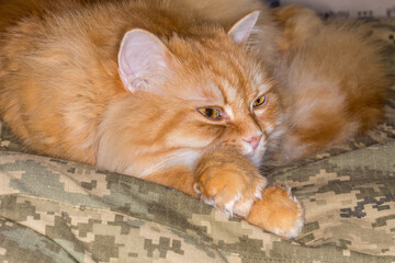 Ginger cat semi dozing on a camouflage clothing